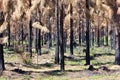 Stunning brown burnt pine tree forest Royalty Free Stock Photo