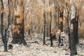 Bush Fire Trees Royalty Free Stock Photo