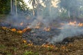 Bush fire in tropical forest in island Koh Phangan, Thailand, close up Royalty Free Stock Photo