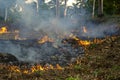 Bush fire in tropical forest in island Koh Phangan, Thailand, close up Royalty Free Stock Photo