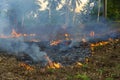 Bush fire in tropical forest in island Koh Phangan, Thailand, close up Royalty Free Stock Photo