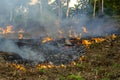 Bush fire in tropical forest in island Koh Phangan, Thailand, close up Royalty Free Stock Photo