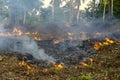 Bush fire in tropical forest in island Koh Phangan, Thailand, close up Royalty Free Stock Photo