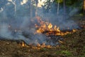 Bush fire in tropical forest in island Koh Phangan, Thailand, close up Royalty Free Stock Photo