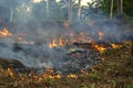 Bush fire in tropical forest in island Koh Phangan, Thailand, close up Royalty Free Stock Photo