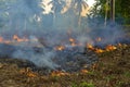 Bush fire in tropical forest in island Koh Phangan, Thailand, close up Royalty Free Stock Photo