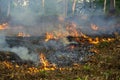 Bush fire in tropical forest in island Koh Phangan, Thailand, close up Royalty Free Stock Photo