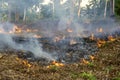 Bush fire in tropical forest in island Koh Phangan, Thailand, close up Royalty Free Stock Photo