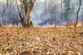 Bush fire in tropical forest Royalty Free Stock Photo