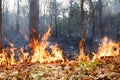 Bush fire in tropical forest Royalty Free Stock Photo