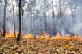 Bush fire in tropical forest Royalty Free Stock Photo