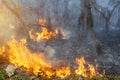 Bush fire in tropical forest Royalty Free Stock Photo