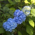 Bush of flower Blaumeise Hydrangea blooming in the garden. Royalty Free Stock Photo