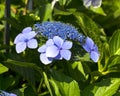Bush of flower Blaumeise Hydrangea blooming in the garden. Royalty Free Stock Photo