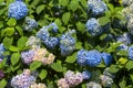 Bush of flower Blaumeise Hydrangea blooming in the garden. Royalty Free Stock Photo