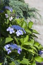 Bush of flower Blaumeise Hydrangea blooming in the garden. Royalty Free Stock Photo