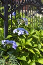 Bush of flower Blaumeise Hydrangea blooming in the garden. Royalty Free Stock Photo