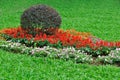 Bush and flower cluster in garden