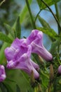 close up of Wild purple flowers. it is tropical shrub flower. Royalty Free Stock Photo