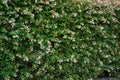 Bush flower wall nature background Royalty Free Stock Photo