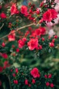 bush of flowering azaleas