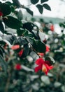 Bush of flowering azaleas