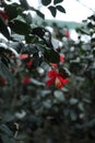 Bush of flowering azaleas