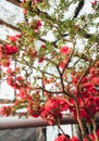 Bush of flowering azaleas