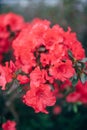 Bush of flowering azaleas