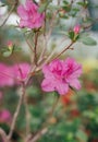 Bush of flowering azaleas