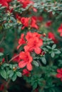 Bush of flowering azaleas