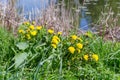 Bush of flowering dandelions on the shore of the reservoir
