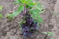 Bush of the flowering purple basil on a field Royalty Free Stock Photo