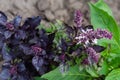 Bush of flowering purple basil on a field, top view Royalty Free Stock Photo