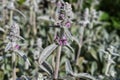 Bush of the flowering Stachys byzantina, also known as lamb`s-ears. Royalty Free Stock Photo