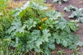 Bush of flowering vegetable marrow with spotty leaves on field