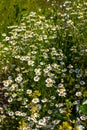 Bush flowers daisies. Chamomile closeup on a blurred field background. Summer meadow on which flowers grow close-up. Royalty Free Stock Photo