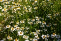 Bush flowers daisies. Chamomile closeup on a blurred field background. Summer meadow on which flowers grow close-up. Royalty Free Stock Photo