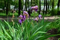 Bush of flowers irises purple in the park