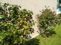 Bush of flowers on new building walls Royalty Free Stock Photo