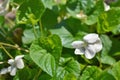 Bush of flowers violets gloriole in the spring closeup Royalty Free Stock Photo