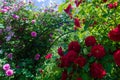 Bush of fluffy pink and red roses in sunny day. Romantic florets on green leaves background in garden. Close up of bushes with Royalty Free Stock Photo