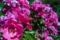 Bush of fluffy pink roses in sunny day. Romantic florets on blurred green leaves background in garden. Close up of bushes with Royalty Free Stock Photo