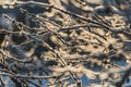 A bush without foliage is covered with hoarfrost with light bokeh in a frosty garden in winter Royalty Free Stock Photo