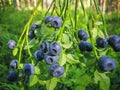 Bush forest wild blueberry with ripe blue berries on summer