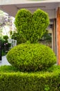 Bush in the form of heart