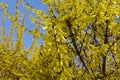 Bush of forsythia with lots of yellow flowers
