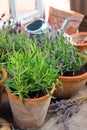 bush of fragrant lavender in a terracotta pot and dried lavender flowers, selective focus Royalty Free Stock Photo