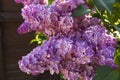 Bush fragrant purple lilac
