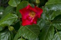 Bush with fresh bloom of red rose, wild brier or Rosa canina flower in the garden